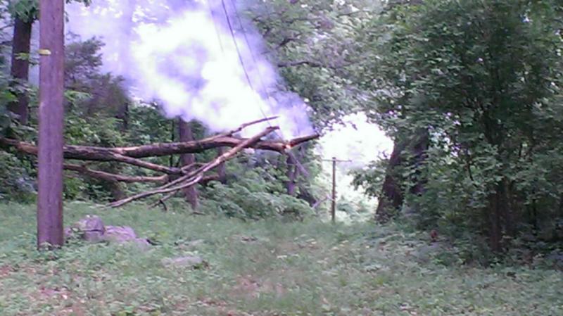 Tree on wires Pinchot Park Warrington Township 5-30-15 Photo by Larry Anderson