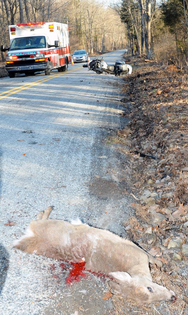 Motorcycle hits deer on Fickes/Quarry Road on 04/01/14.  photos by Curt Werner