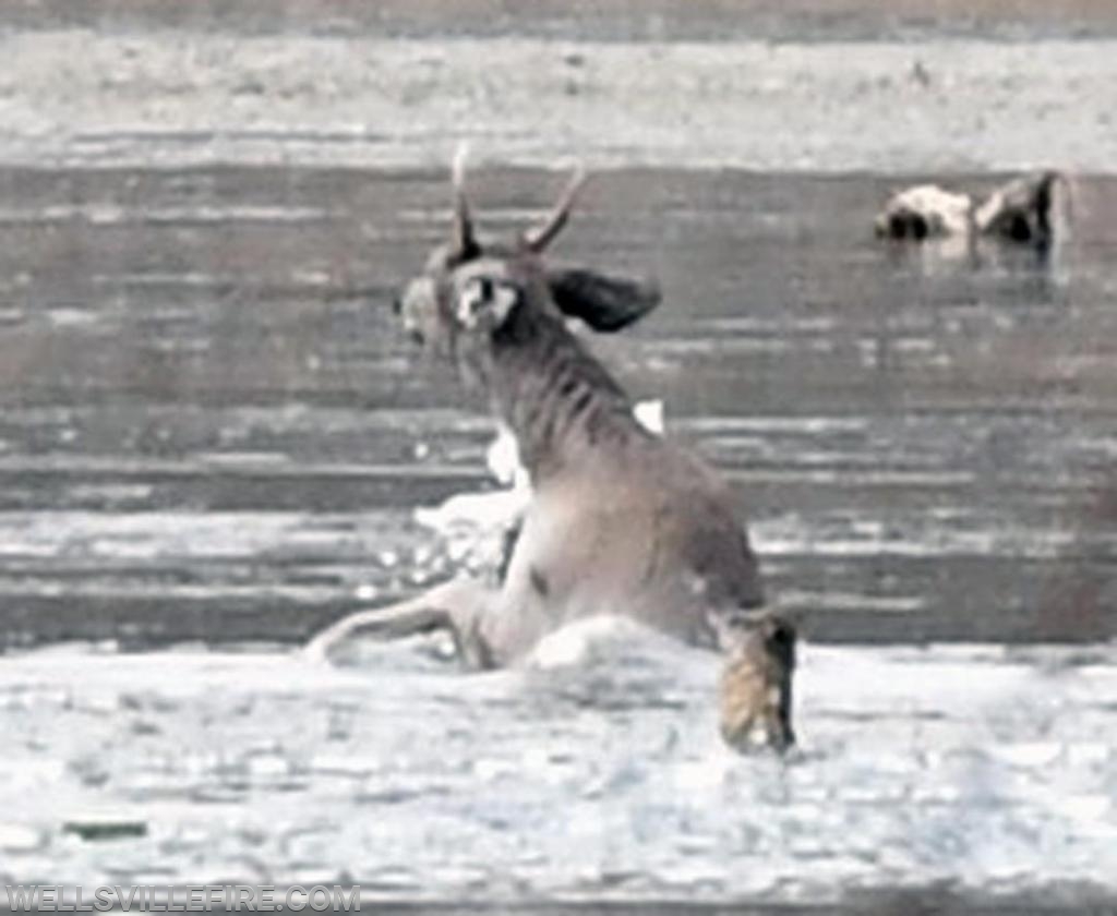 1/12/19 Deer rescue, Wellsville Fire Company, Pa. Game Commission and DCNR.  photos by curt werner 
