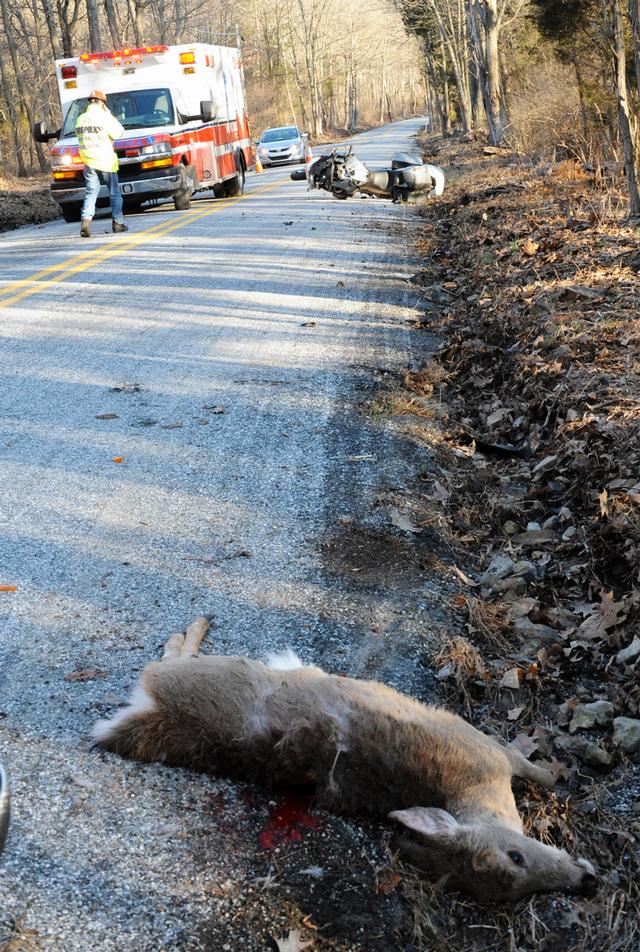 Motorcycle hits deer on Fickes/Quarry Road on 04/01/14.  photos by Curt Werner