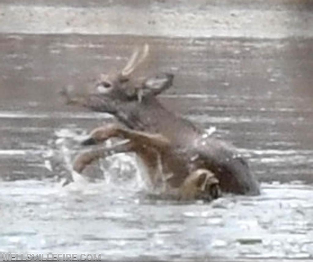 1/12/19 Deer rescue, Wellsville Fire Company, Pa. Game Commission and DCNR.  photos by curt werner 