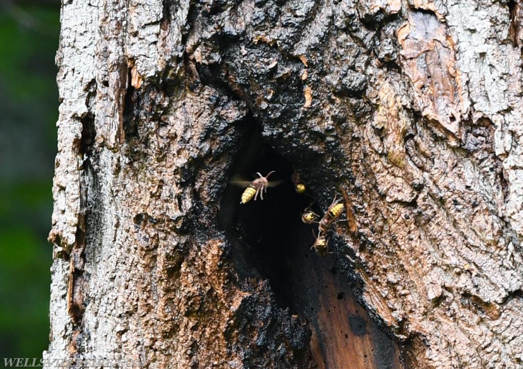 Monday, July 30, tree fire with a hornets nest in the 2600 block of Rosstown Road, Warrington Township. photos by curt werner