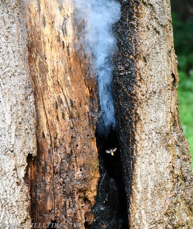 Monday, July 30, tree fire with a hornets nest in the 2600 block of Rosstown Road, Warrington Township. photos by curt werner