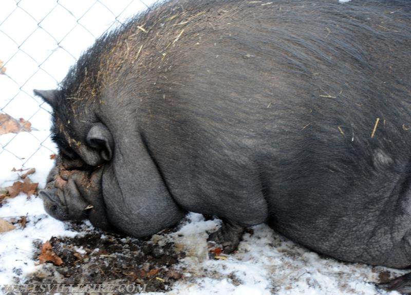 Shed fire with pig on January 6.  Rossville rd and Carlisle Road. Pork sandwiches served afterward, kidding.  photo by curt werner